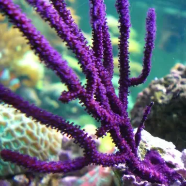 Pseudopterogorgia Elisabethae Purple Frilly Gorgonia