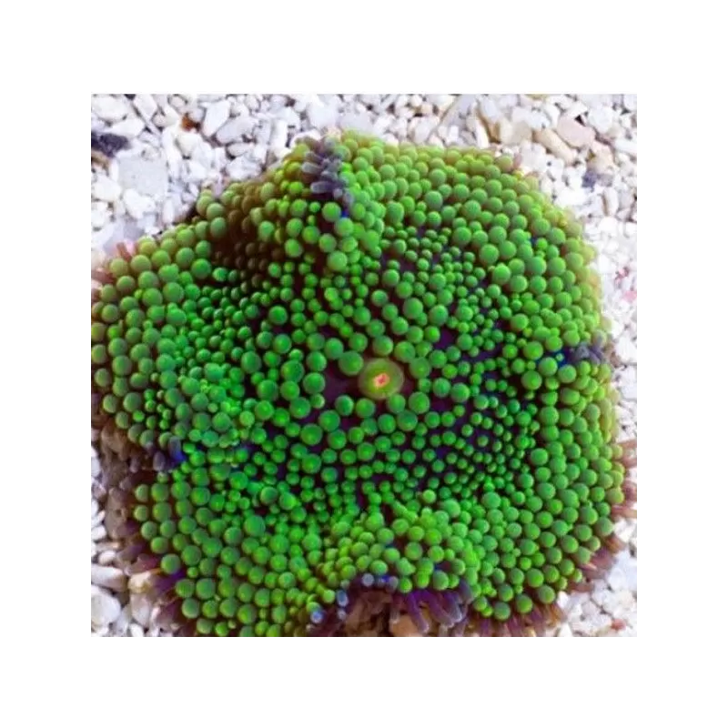 Ricordea florida green