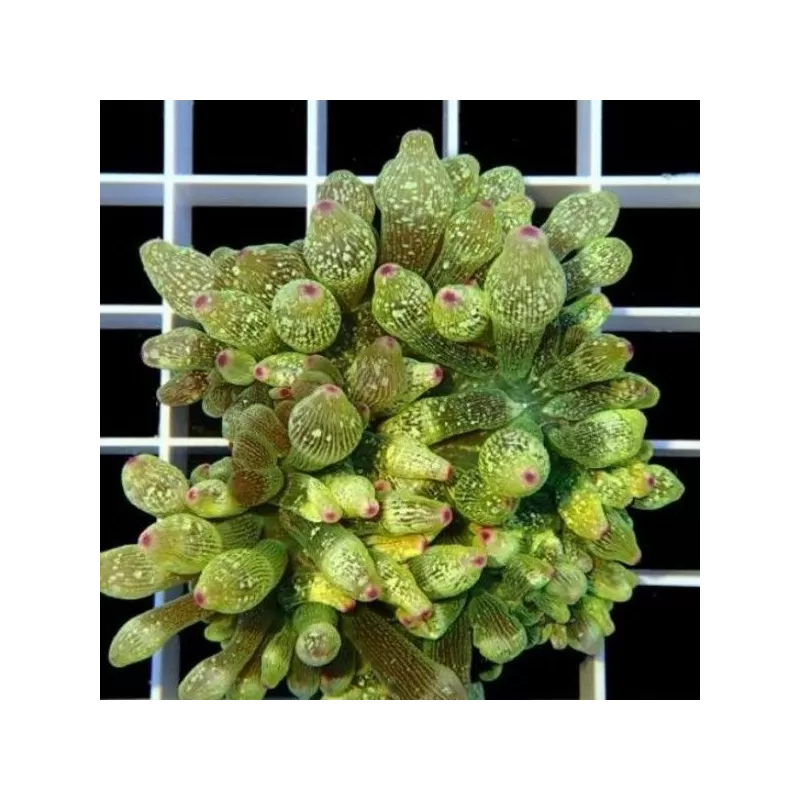 Entacmaea quadricolor bulb rose anemone green purple tip M