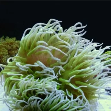 Macrodactyla doreensis metalic green M size