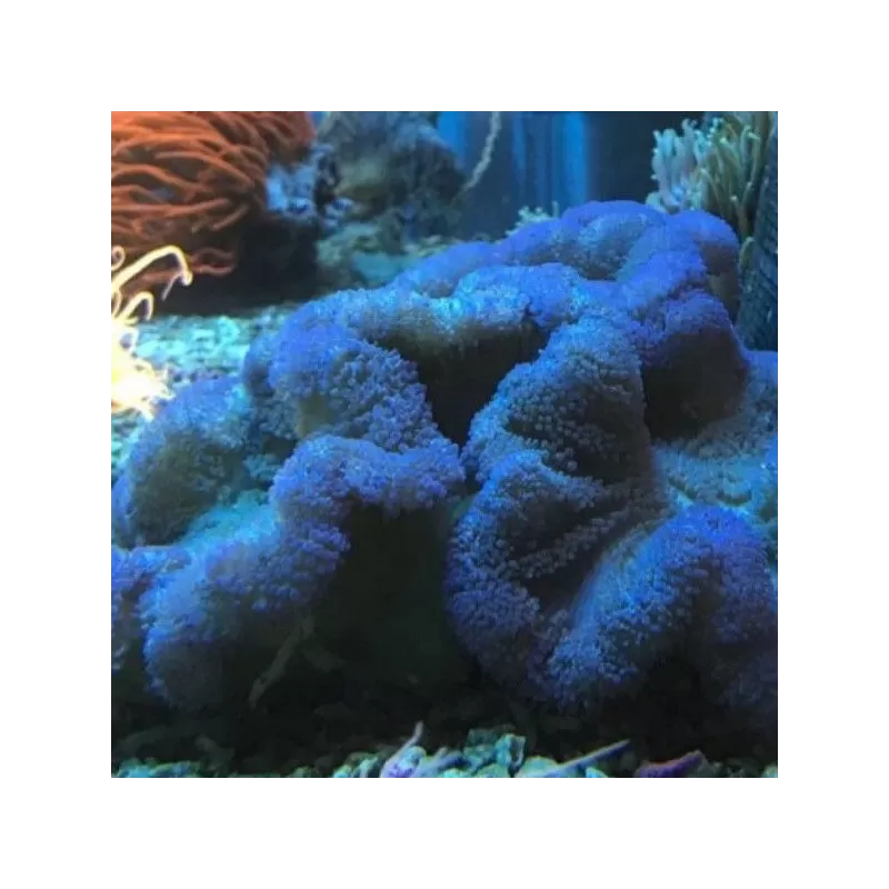 Stoichacti kenti blue colored carpet anemone