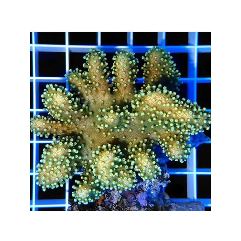 Lobophytum sp (double) L-size Bali