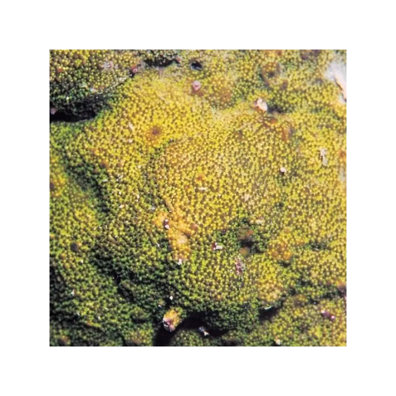 Montipora tuberculosa M size
