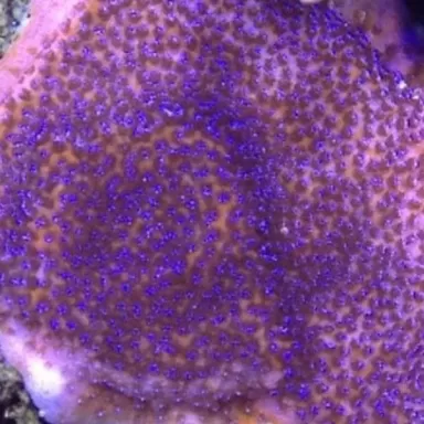 Montipora tuberculosa M size