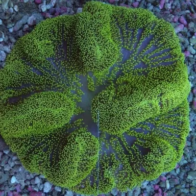 Stoichacti kenti green colored carpet anemone