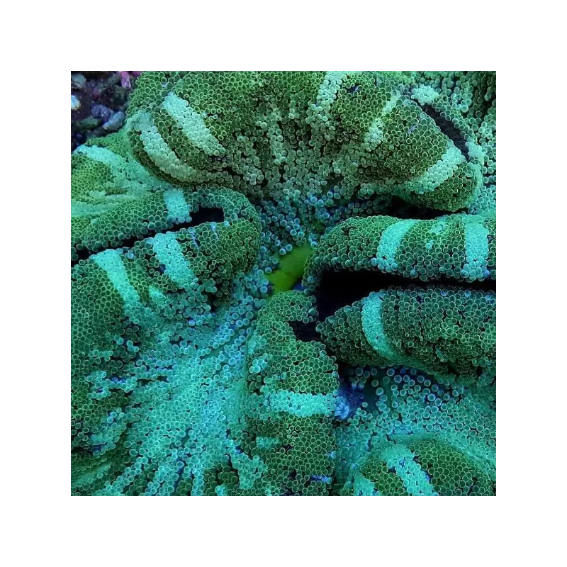 Stoichacti Kenti Green Stripe (XL)