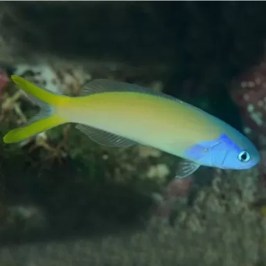 Hoplolatilus starcki