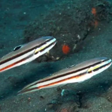 Valenciennea Helsdingenii m 5 10cm