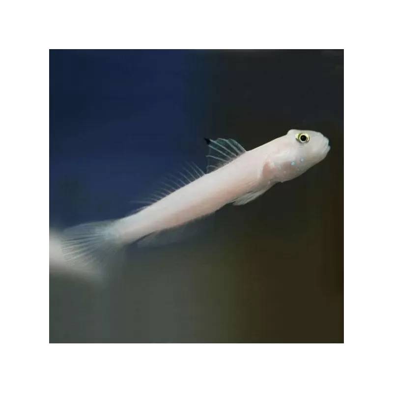 Valenciennea Sexguttata M