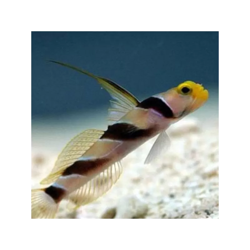 Stonogobiops Nematodes