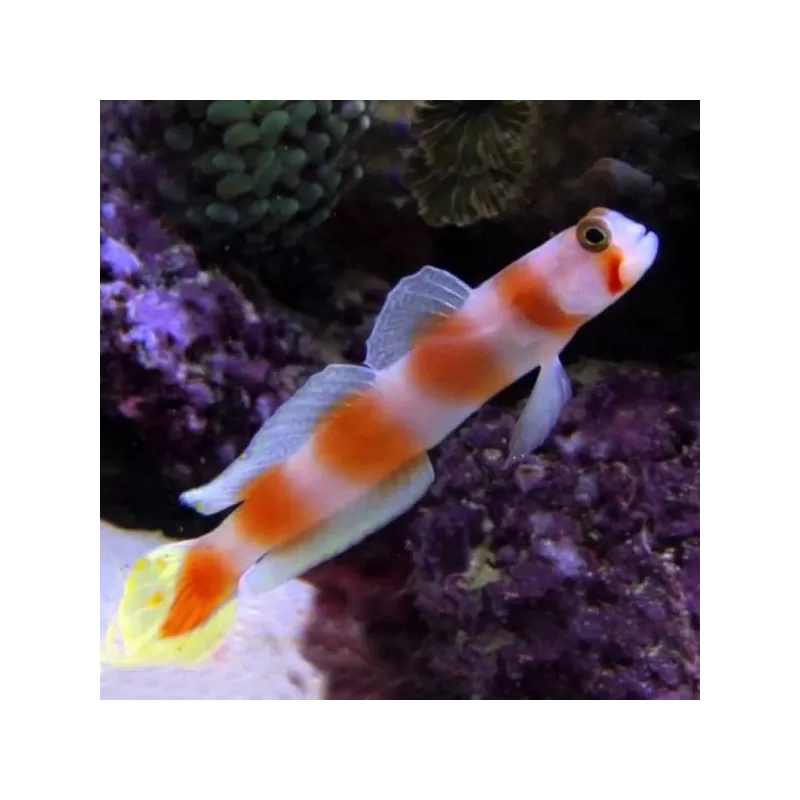 Amblyeleotris Aurora M