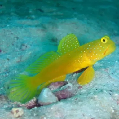 Cryptocentrus Cinctus