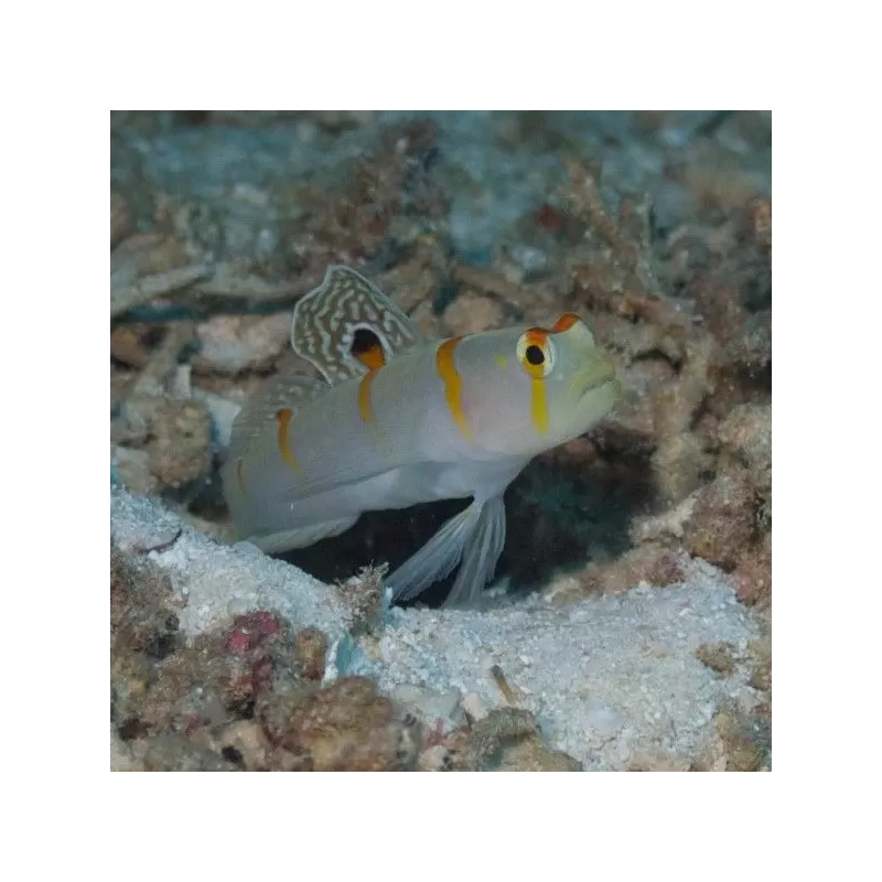 amblyeleotris randalli