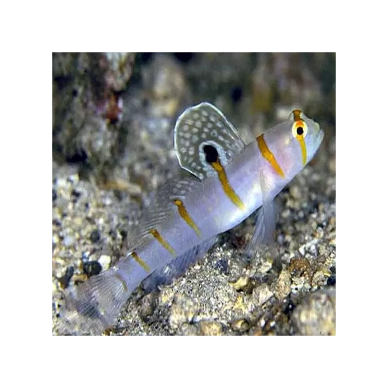 amblyeleotris randalli