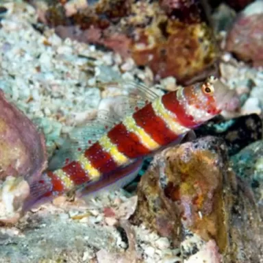 Amblyeleotris Wheeleri