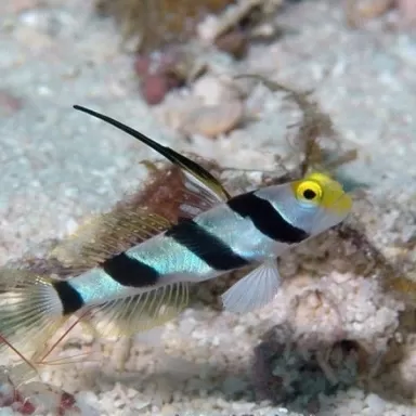 Stonogobiops Xanthorhinica