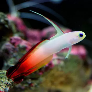 Nemateleotris Magnifica