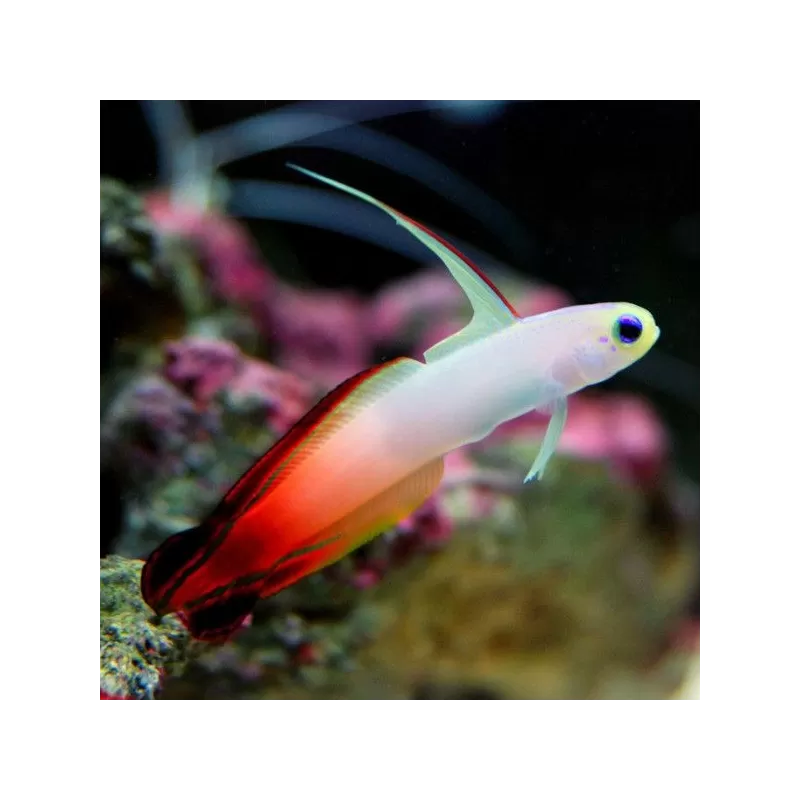 Nemateleotris Magnifica