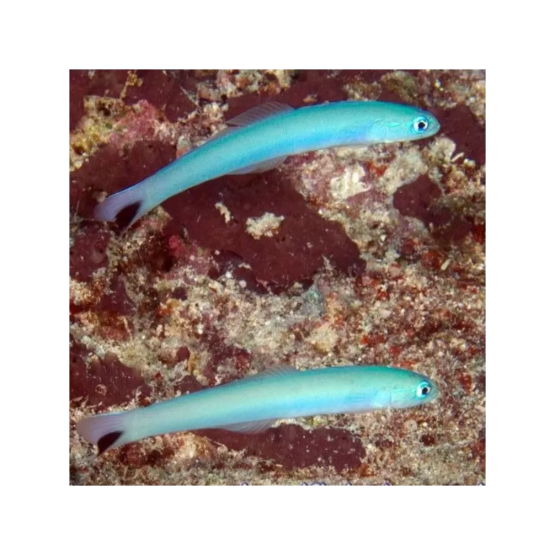 Ptereleotris Heteroptera