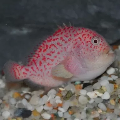 Caracanthus madagascariensis