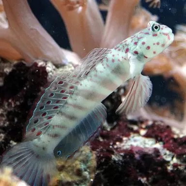 Cryptocentrus Leptocephalus