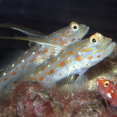 ctenogobiops tangaroai