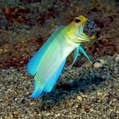 Opistognathus Aurifrons M