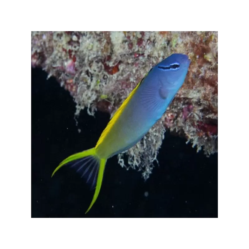 Meiacanthus Atrodorsalis M