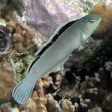 meiacanthus smithii M