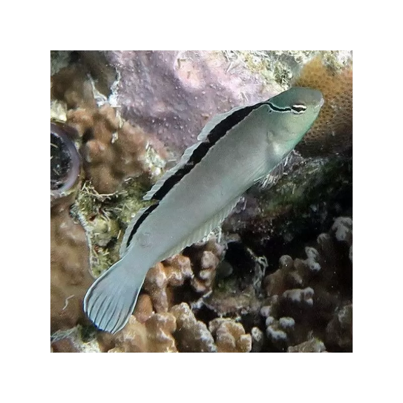 meiacanthus smithii M