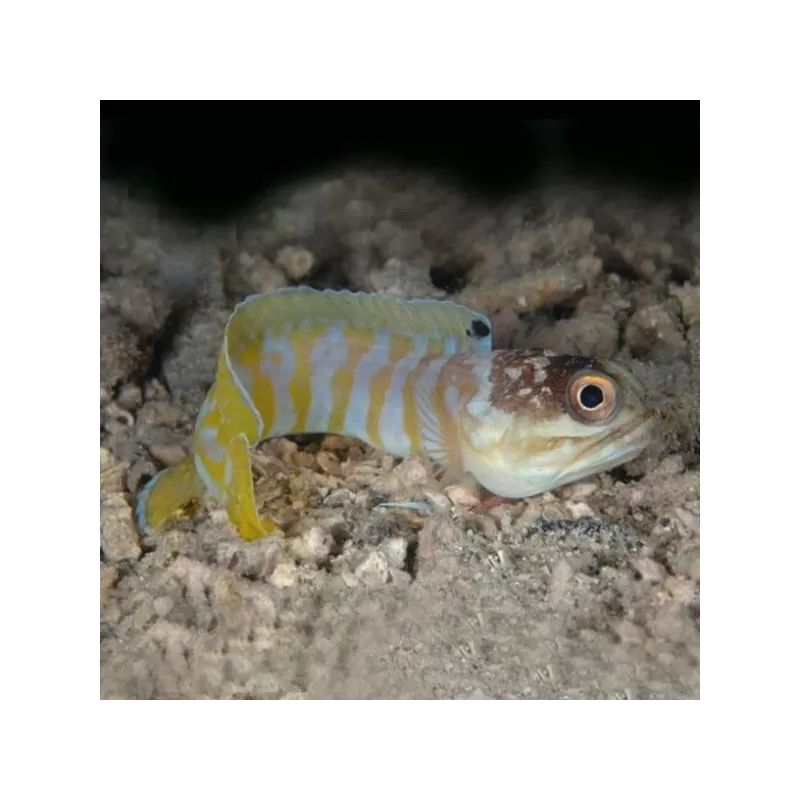 Opistognathus Randalli