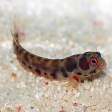 Acanthemblemaria hancocki