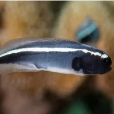 Pholidichthys Leucotaenia