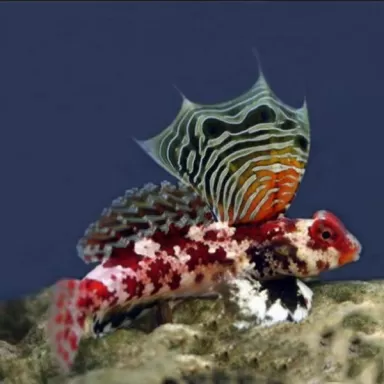 synchiropus stellatus