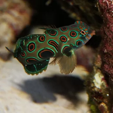 Synchiropus Picturatus