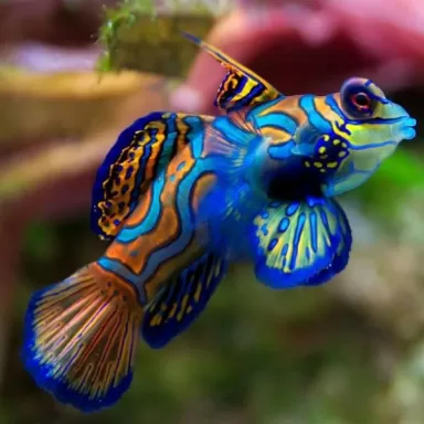 Pterosynchiropus Splendidus