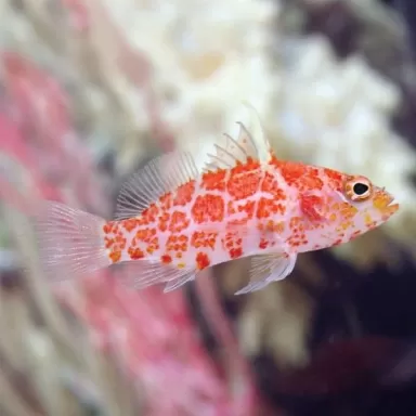 Plectranthias Inermis