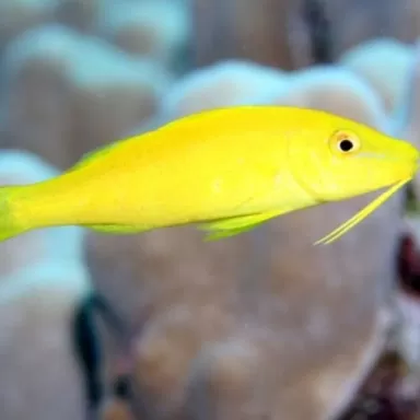 Parupeneus Cyclostomus