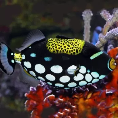 balistoides conspicilum L 15 20 cm