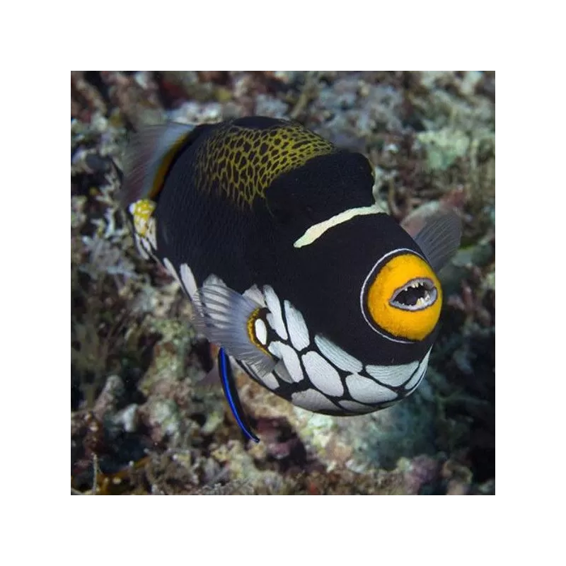 Balistoides conspicilum S 6 10cm