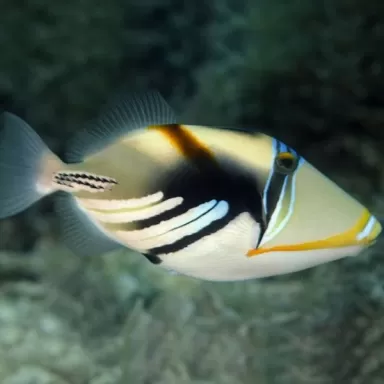 Rhinecanthus Aculeatus M