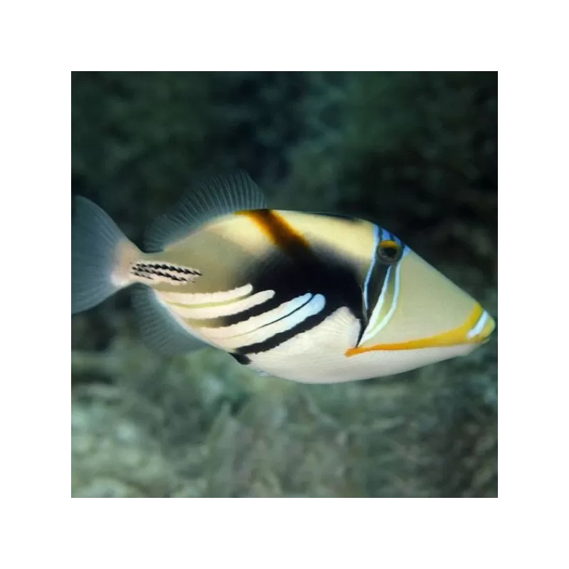 Rhinecanthus Aculeatus M