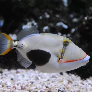 Rhinecanthus Verrucosus