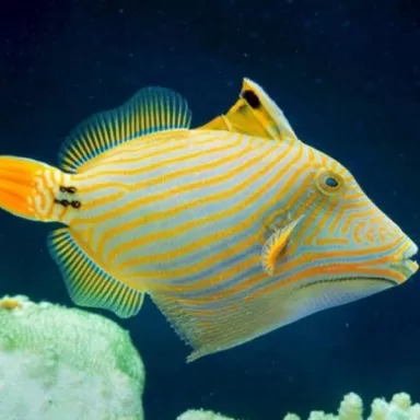 Balistapus undulatus M 5 8cm