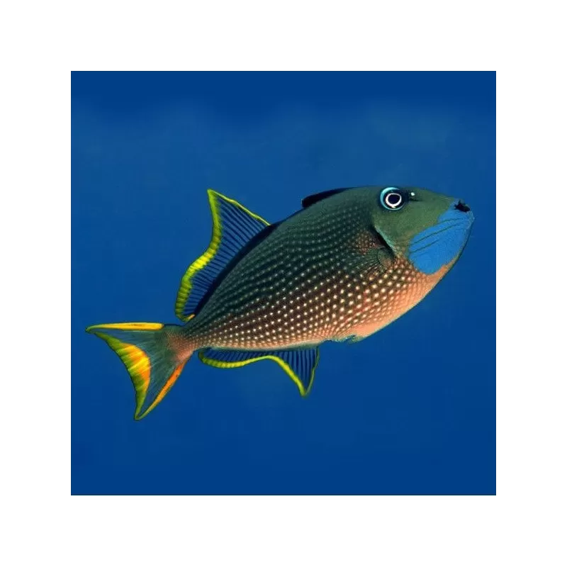 xanthichthys auromarginatus L