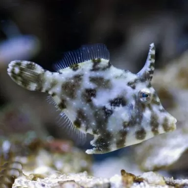 Acreichthys Tomentosus (M)