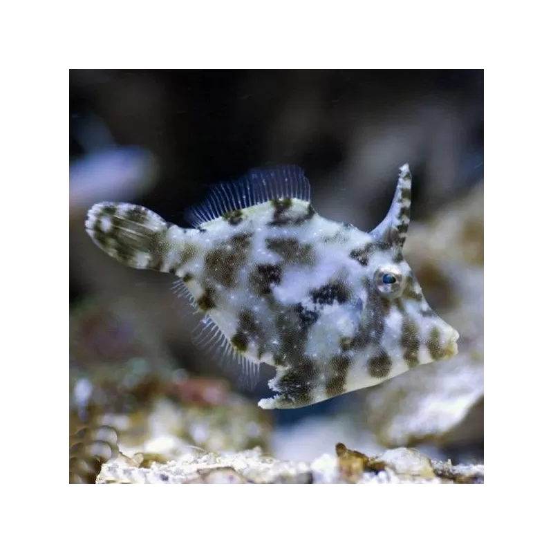 areichthys tomentosus S 5cm