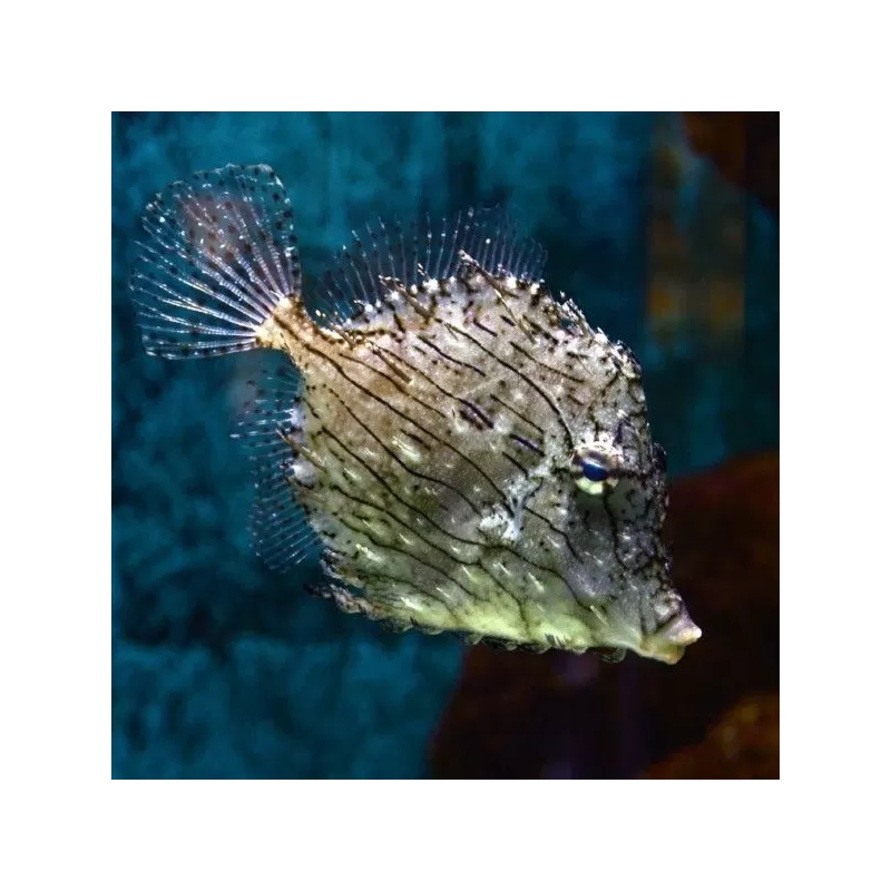 chaetodermis pencilligerus M 4 7 cm