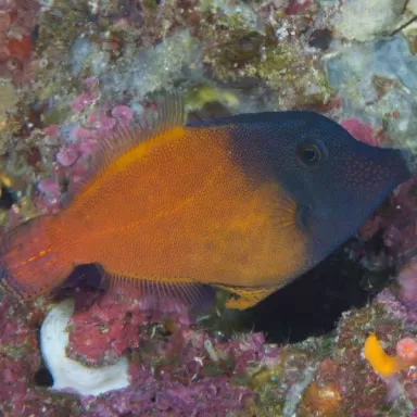 pervagor melanocephalus M 5 8 cm