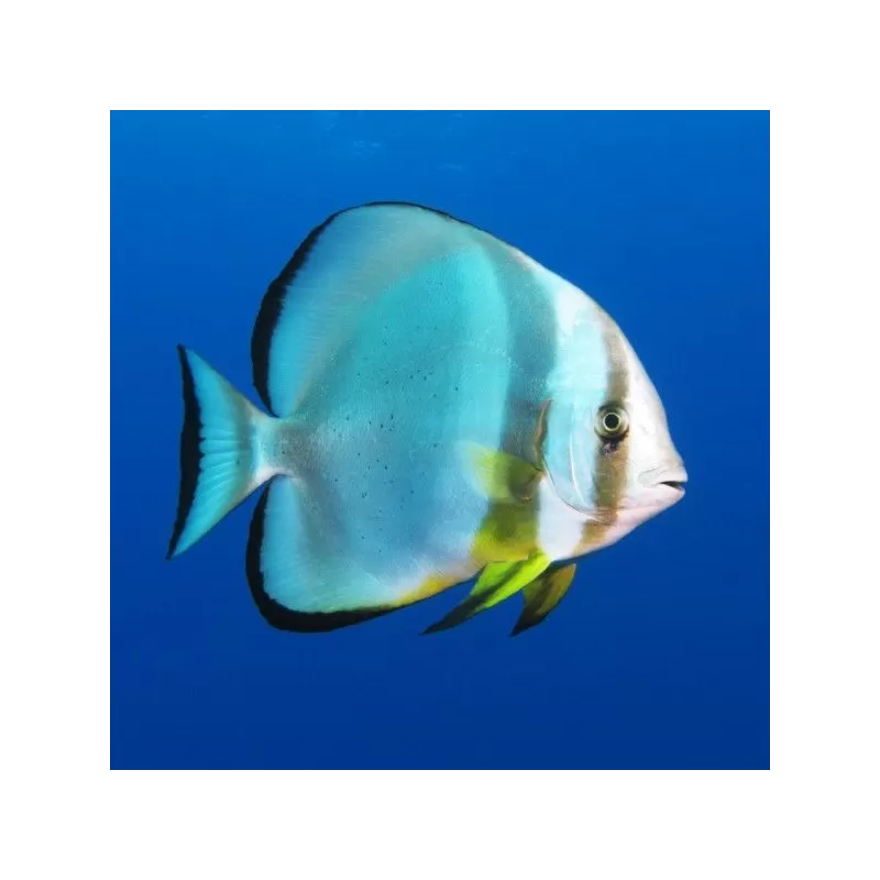 Platax orbicularis – Runder Fledermausfisch